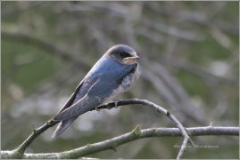 <p>VLAŠTOVKA OBECNÁ (Hirundo rustica) /Barn swallow – Rauchschwalbe/</p>